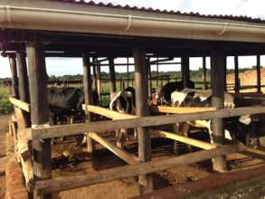 dairy cow shed