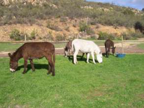 Happily grazing in peace