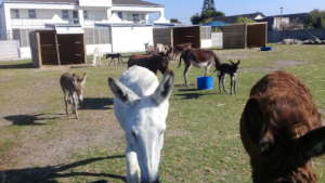 Our herd has new babies needing care