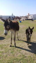 Our donkeys have a safe refuge thanks to your help