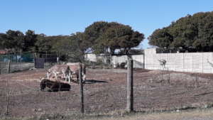 Donkeys in safety at the SPCA farmyard