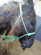 Dougie is now safe in our care