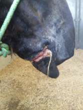 The painful wound caused from a wire bit
