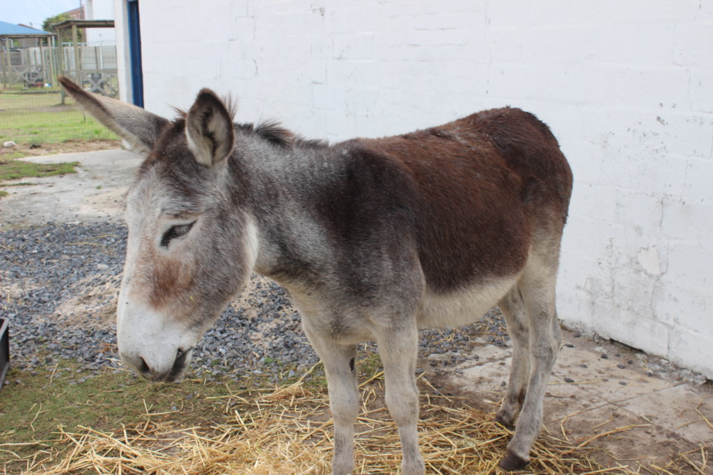 Save a life and Adopt a Donkey in Cape Town