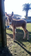 Mayday - our new foal
