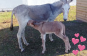 Save a life and Adopt a Donkey in Cape Town