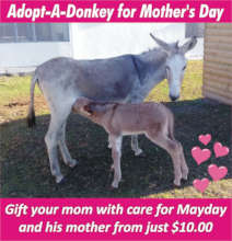 Save a life and Adopt a Donkey in Cape Town