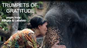 Trumpets of Gratitude!!!!