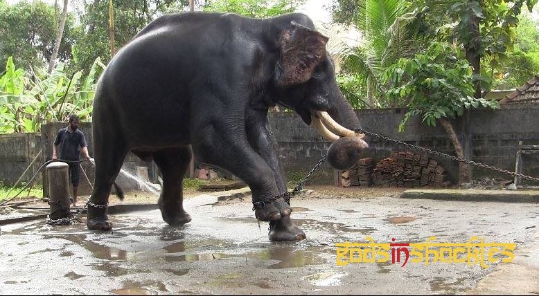 Project Asian Elephants 101 for 101 Youth in India