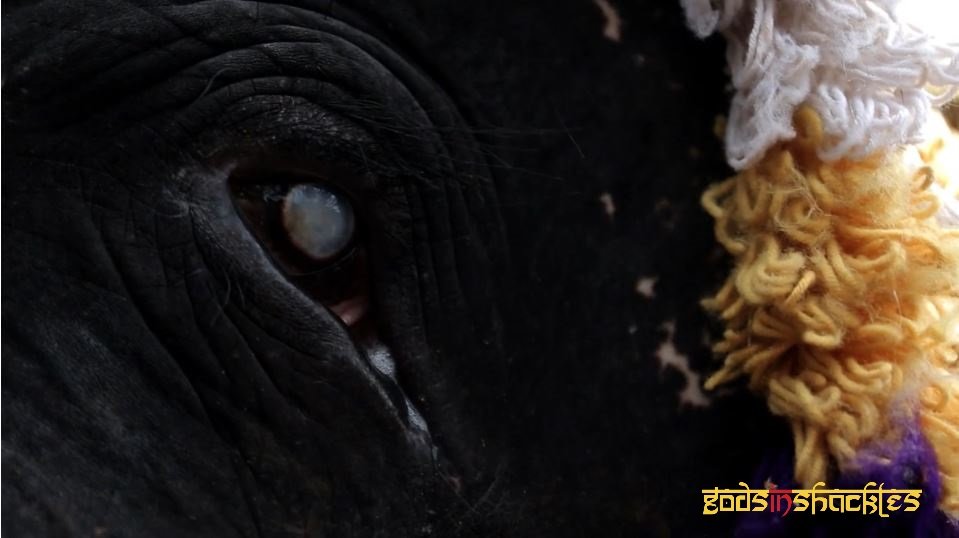 Project Asian Elephants 101 for 101 Youth in India