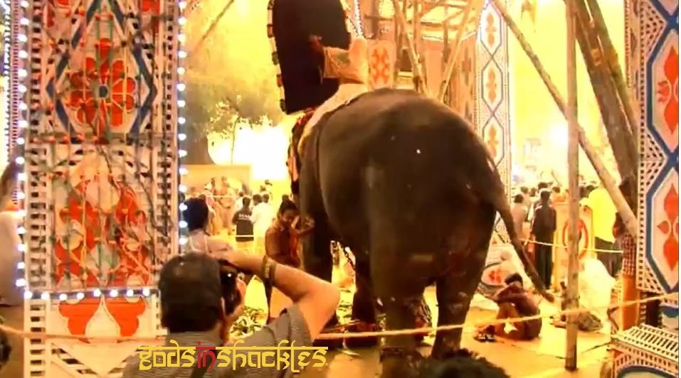 Project Asian Elephants 101 for 101 Youth in India