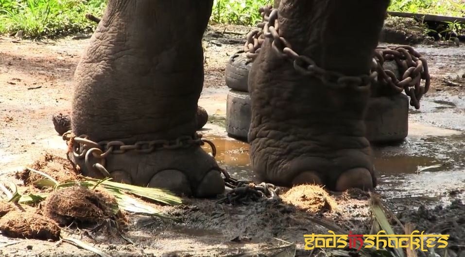 Project Asian Elephants 101 for 101 Youth in India