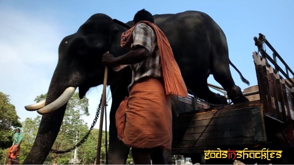 Project Asian Elephants 101 for 101 Youth in India