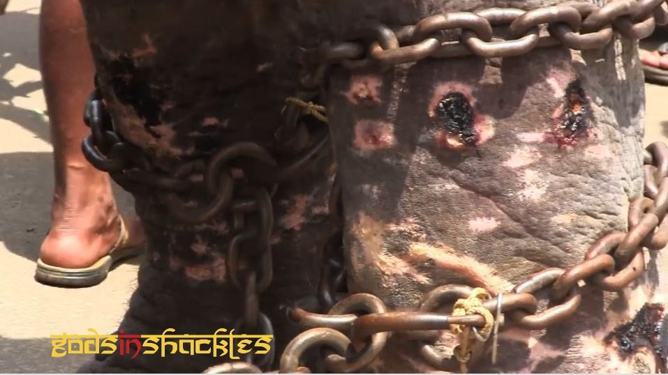 Project Asian Elephants 101 for 101 Youth in India