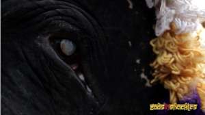 Elephants are Tortured to Blindness