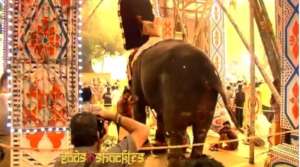 Elephants Dread Fire and Fireworks