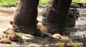 Tethered in Unhygienic Conditions