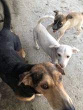 Rescuing pets