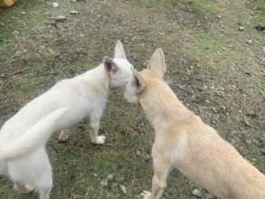 Continue rescuing animals