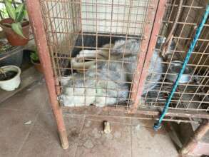 Rescuing near-abandoned animals