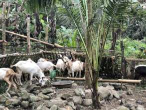 Rescuing and taking care of animals