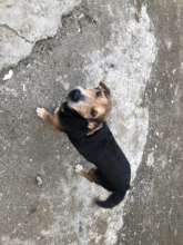 Treating abandoned pets