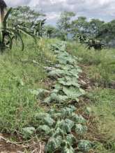 Supporting multiple food production