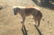 Animal Rescue Project