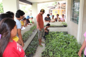 seedlings provision