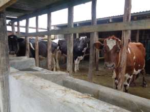 Elisabeth, Riziki and Whispy in their new cowshed