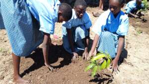 Planting trees for the future