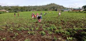 Parents weeding the field