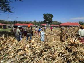 Harvesting and drying the maiz