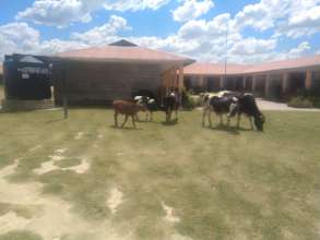 The cows have the choice grass