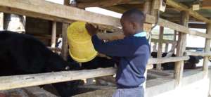 Learning How to Feed the Cows