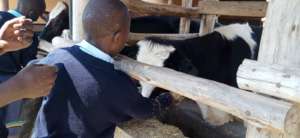 Feeding the Cows