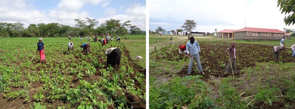 Don't Just Give Them Food-Teach Them How to Get It