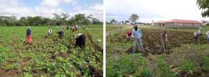 Growing our own food