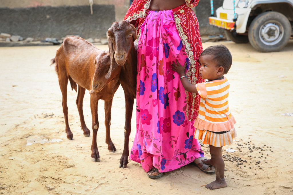 Veterinary care for animals of India's rural poor