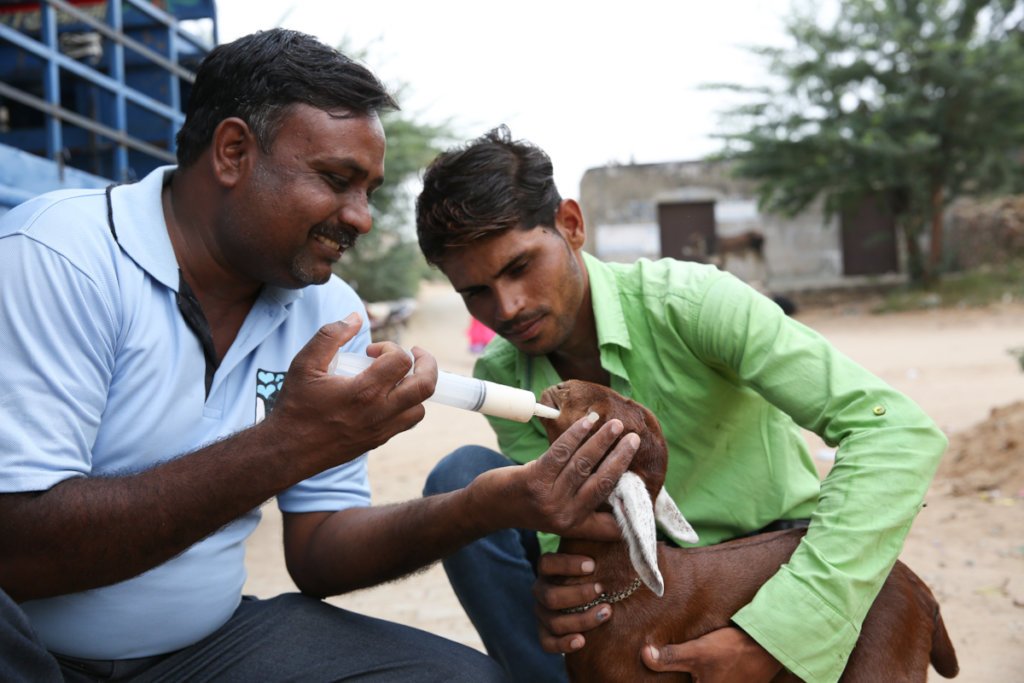 Veterinary care for animals of India's rural poor