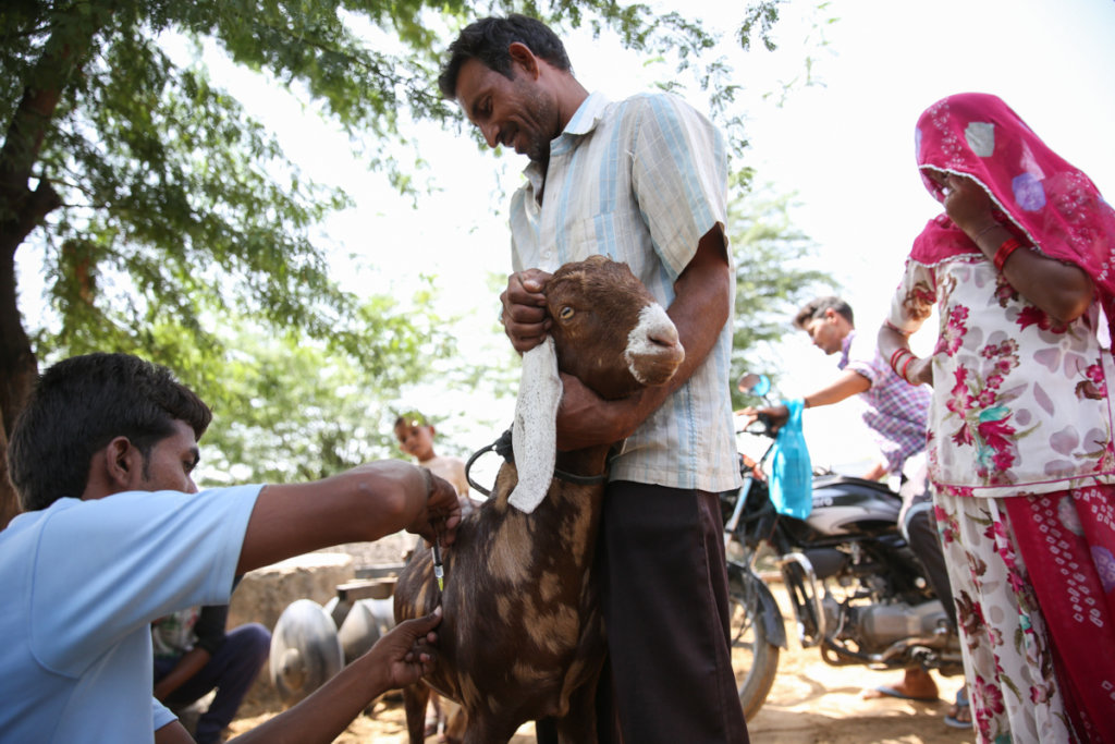 Veterinary care for animals of India's rural poor
