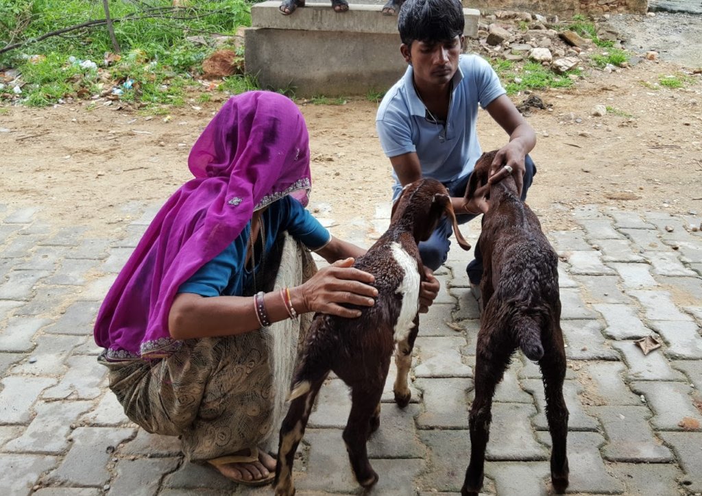 Veterinary care for animals of India's rural poor