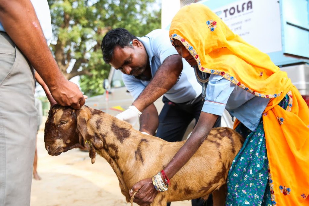 Veterinary care for animals of India's rural poor