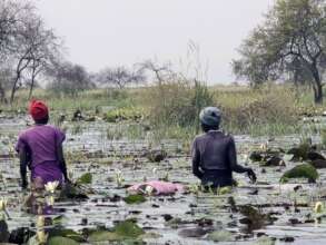 Collecting water lily roots near Kuernyang.