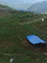 Seed production area