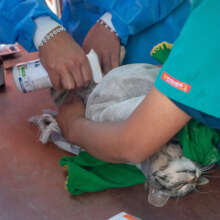 A cat receiving treatment in Alto Qosco community