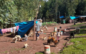 The Quispe family and their animals