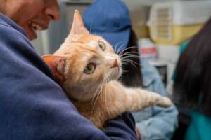 A cat is gently held by its owner while receiving