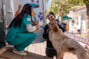 Our veterinarian carefully examining one of the do