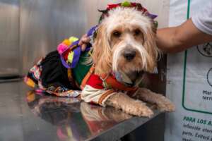 A puppy was brought to our mobile veterinary